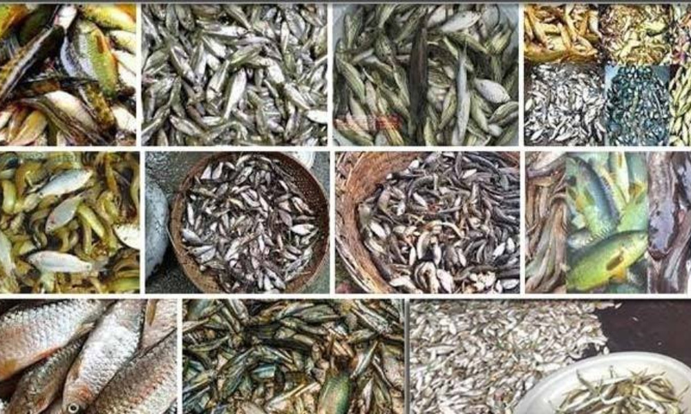 ফেনীতে হারিয়ে যাচ্ছে দেশীয় মাছ, রক্ষার দাবি