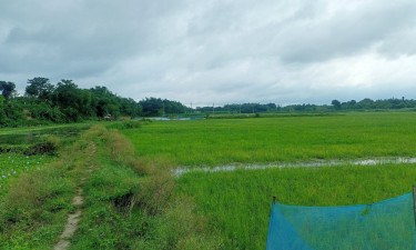এক দশক ধরে চাষের বাইরে দামুড়হুদার কুঠির বিল
