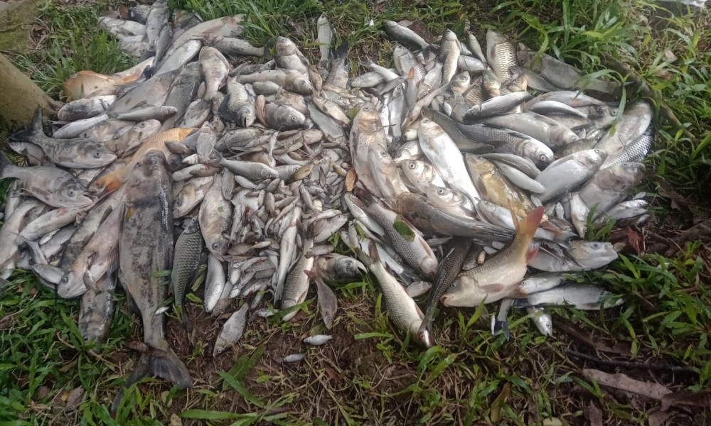 পুকুরে বিষ দিয়ে ১০ লাখ টাকার মাছ মারার অভিযোগ