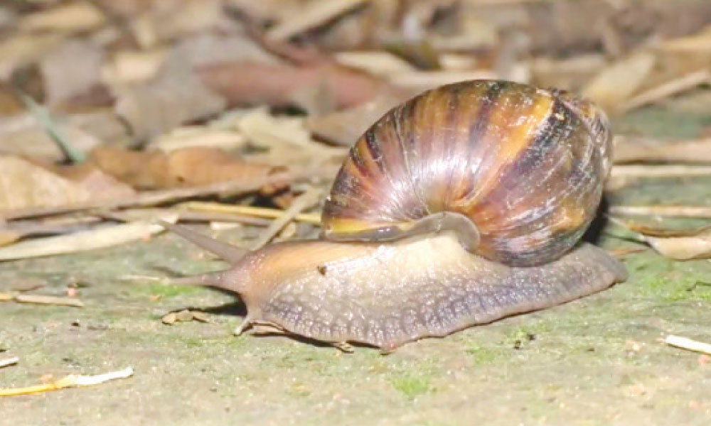 লক্ষ্মীপুরে শামুকের ভয়