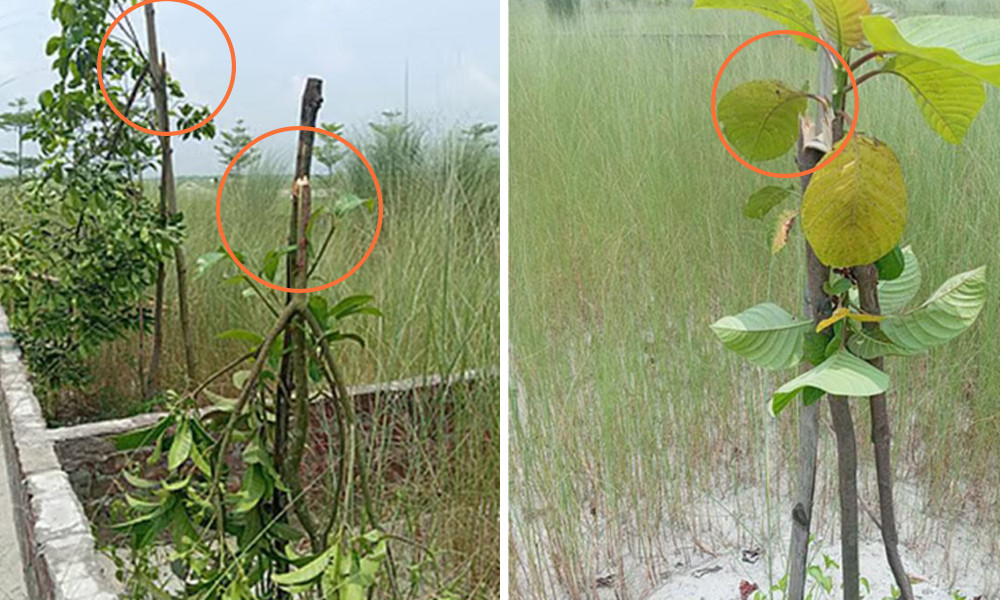 মাধবদীতে পূর্বাচল প্রবাসী পল্লী আবাসন প্রকল্পের শতাধিক গাছ কর্তনের অভিযোগ