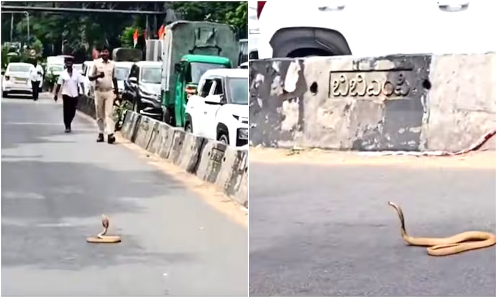 সড়কে কোবরার ‘ধ্যান’, ৩০ মিনিট যানজট