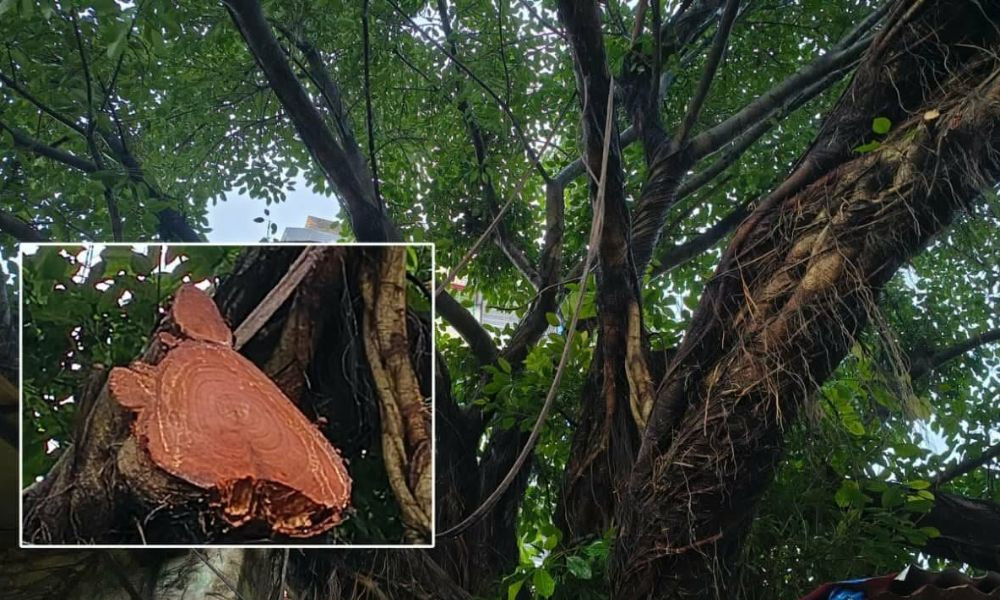 বুড়িচংয়ে ইউএনওর হস্তক্ষেপে রক্ষা পেল দেড়শ বছরের বটগাছ