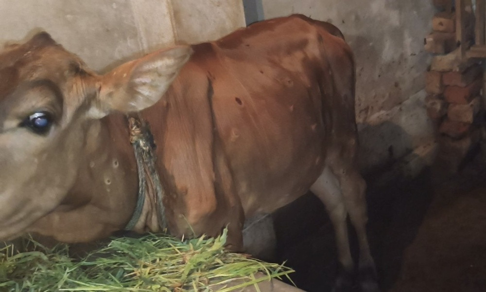 লালপুরে লাম্পি রোগে আক্রান্ত ২০ হাজার গরু, টিকা সংকটে ৩৬ টির মৃত্যু
