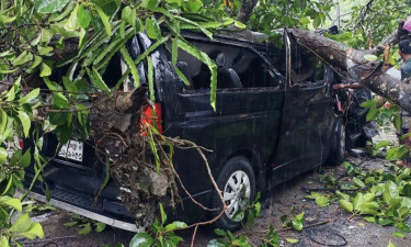 চলন্ত মাইক্রোবাসের ওপর শতবর্ষী বটগাছ পড়ে চালক আহত