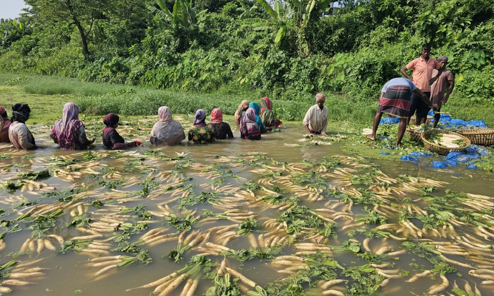 বন্যায় ফসল হারানোর শঙ্কায় কুমিল্লার গোমতী চরের কৃষকরা