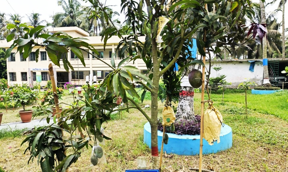 বরিশালের বাবুগঞ্জে এক গাছেই ১০ জাতের আম