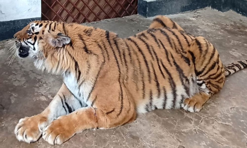 আগামীকাল সুন্দরবনে যাচ্ছে বাঘিনী