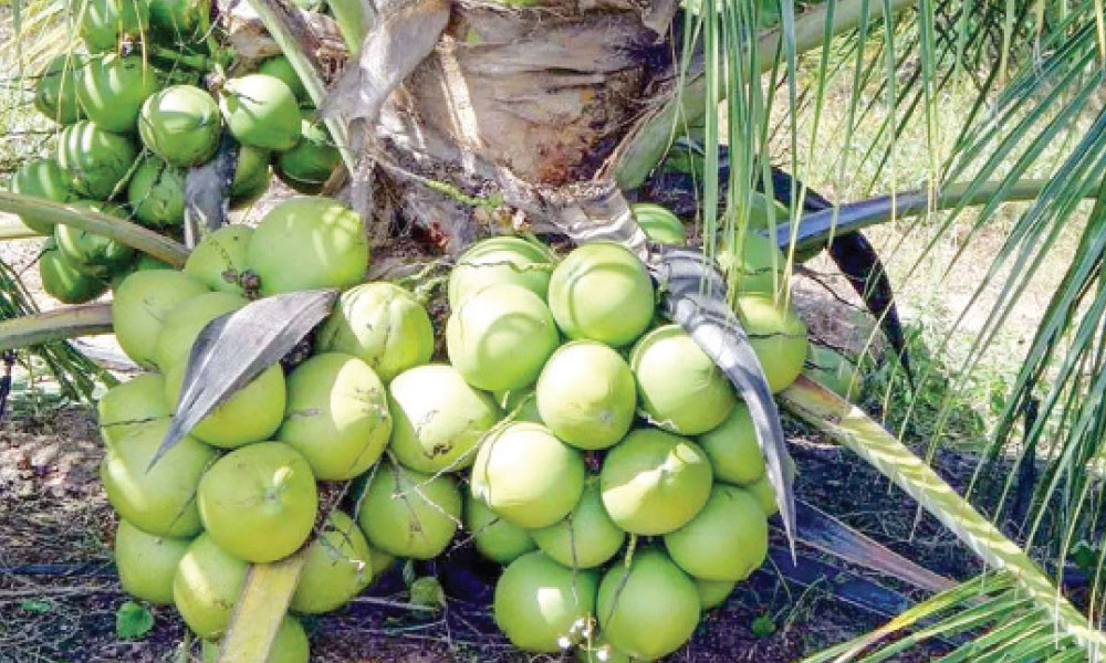৩ বছরের ফল ৭ বছরেও আসেনি