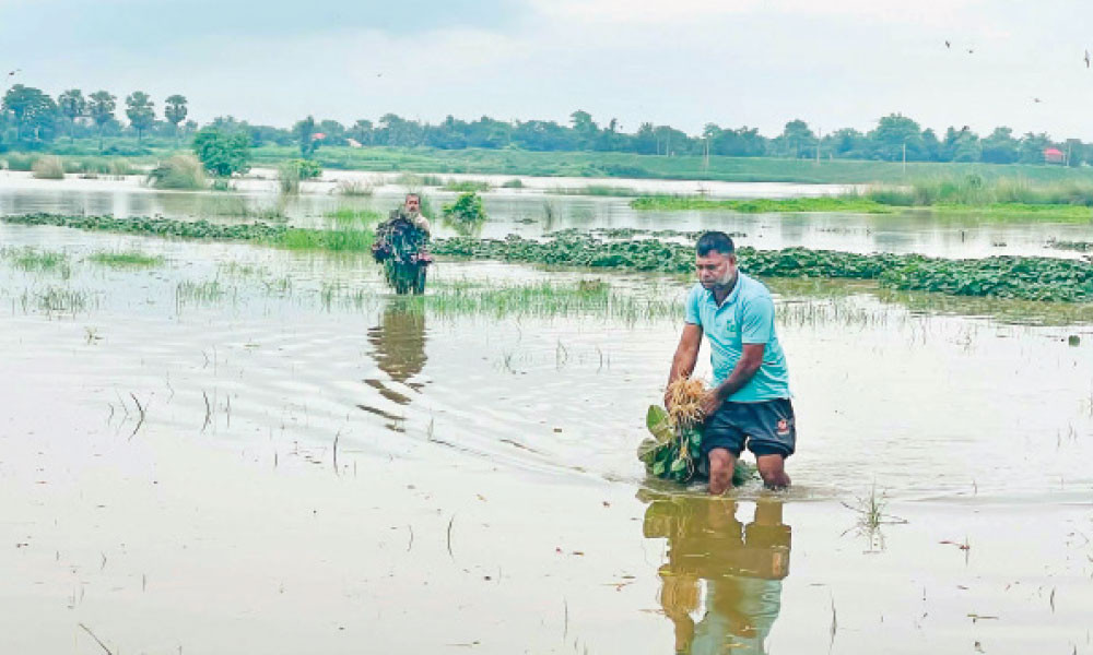 বৃষ্টি-বন্যায় কৃষকের সর্বনাশ