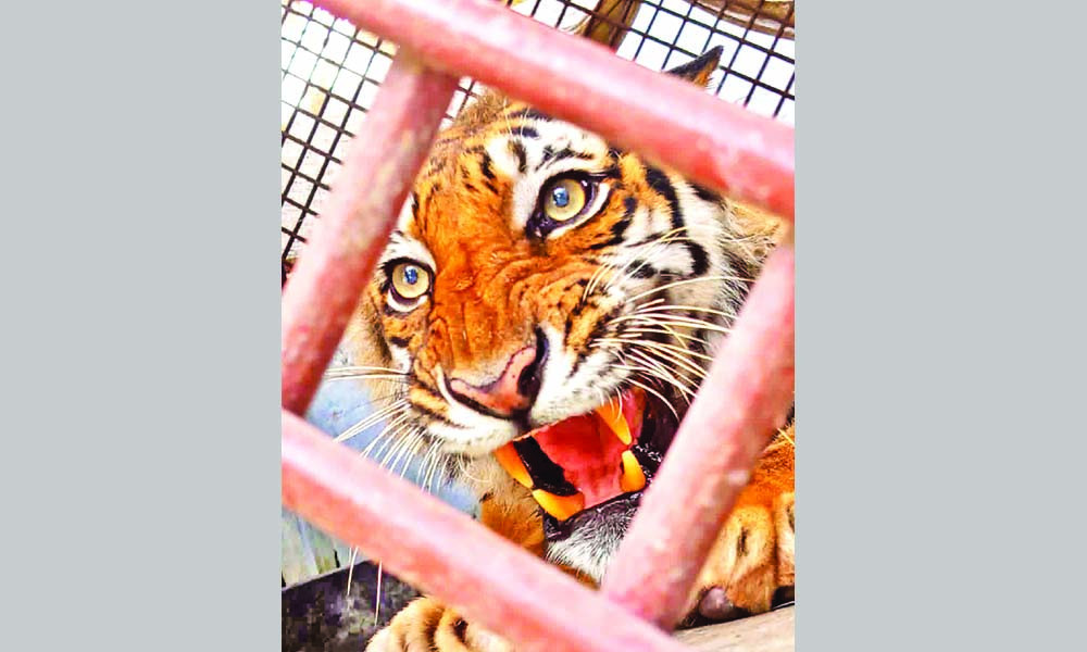 ছয় মাসের চিকিৎসা শেষে ঘরে ফিরছে সুন্দরবনের সেই আহত বাঘিনী