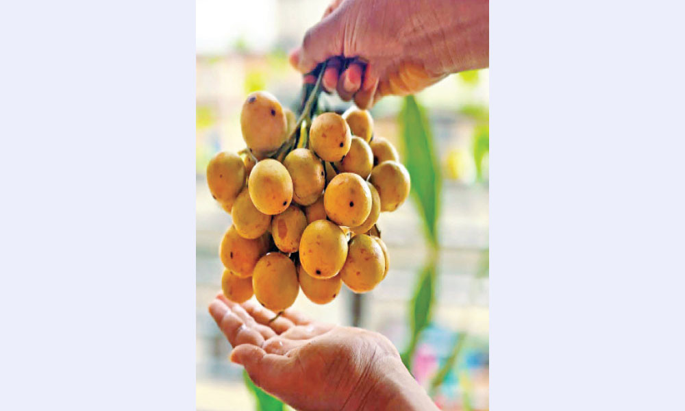লটকনের পুষ্টিগুণ