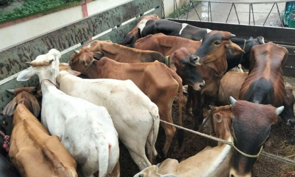 ৯৯৯-এ কল, ডাকাতির ৩১ গরুসহ ট্রাক উদ্ধার