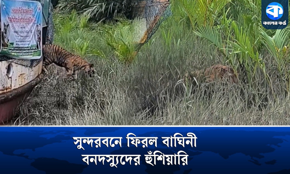 সুন্দরবনে বাঘিনী অবমুক্ত, বনদস্যুদের কড়া বার্তা প্রতিমন্ত্রীর