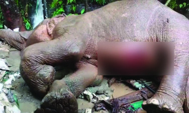 আহত বন্যহাতির চিকিৎসায় সর্বোচ্চ গুরুত্ব দিতে প্রধানমন্ত্রীর নির্দেশ