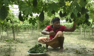 কু‌ড়িগ্রা‌মে তাপপ্রবাহে জৈব চাষে টিকে থাকার লড়াই কৃষক‌দের