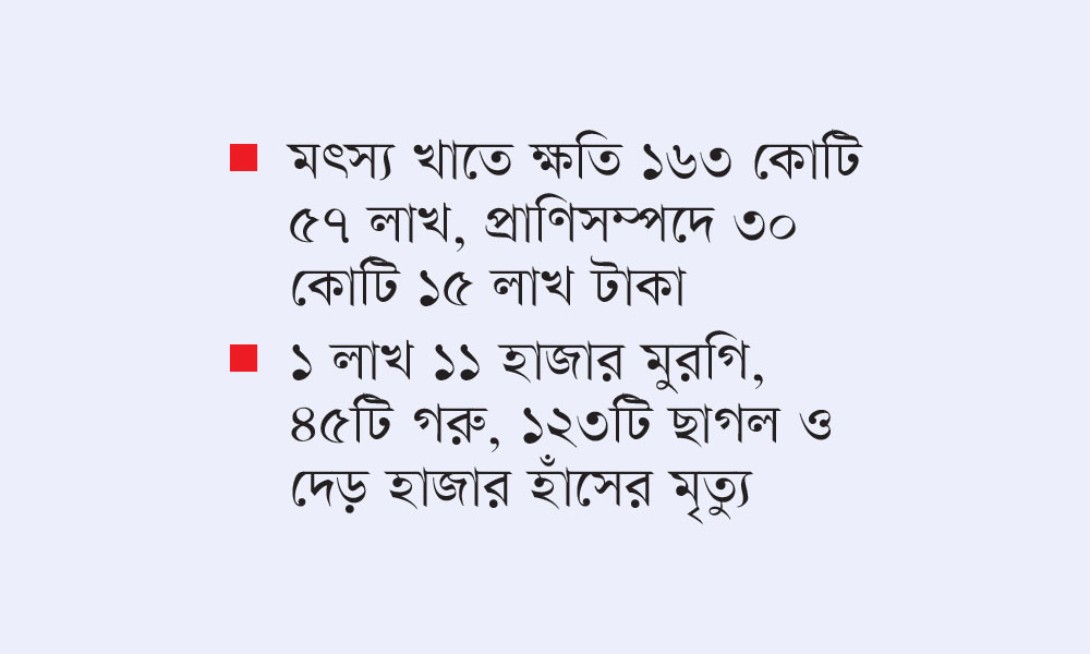 বন্যায় গবাদি পশু ও মাছের ব্যাপক ক্ষতি