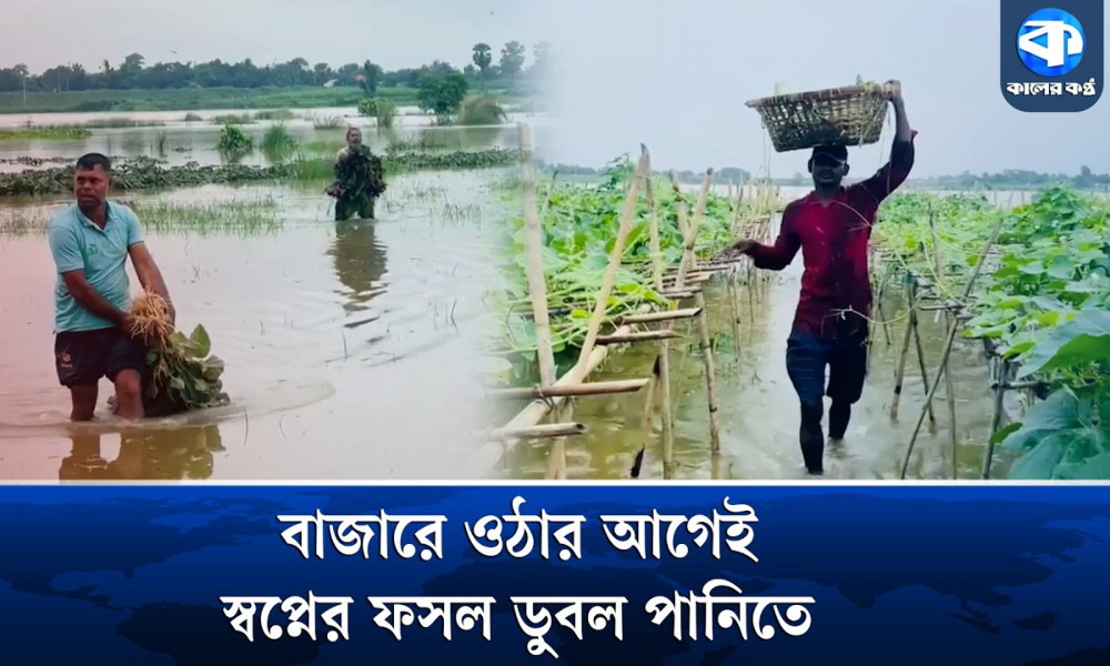 টানা বৃষ্টিতে পানির নিচে সবজিক্ষেত, দিশাহারা গোমতীর চরের কৃষকরা