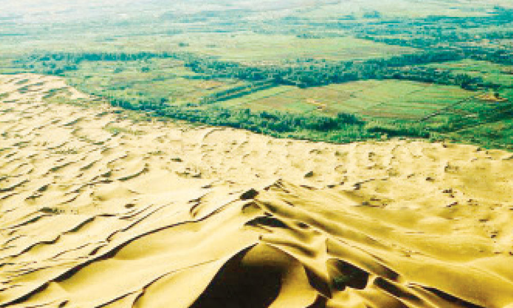 মরুর বুকে ‘সবুজ’ প্রাচীর