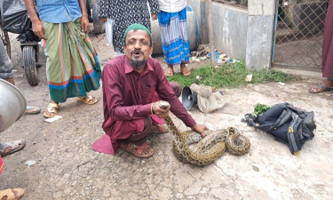 বুছনা জালে আটকে পড়া ৯ ফুট লম্বা অজগর উদ্ধার