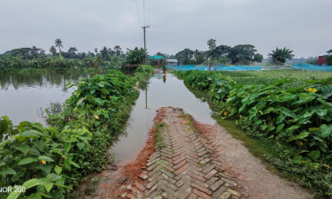 বৃষ্টিতে ভেসে গেছে ৩৯৮ পুকুরের মাছ