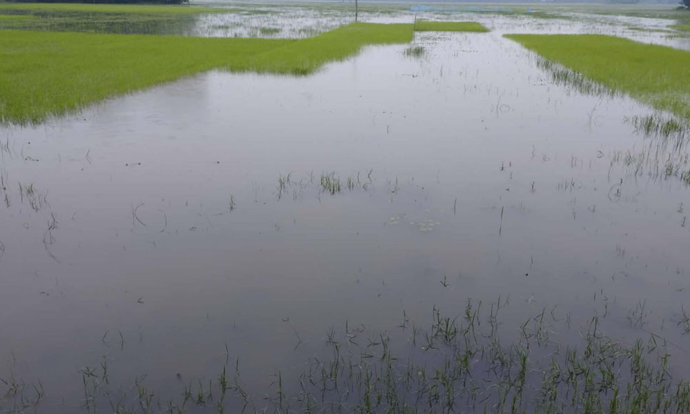 টানা বৃষ্টিতে তলিয়ে গেছে আমনের বীজতলা