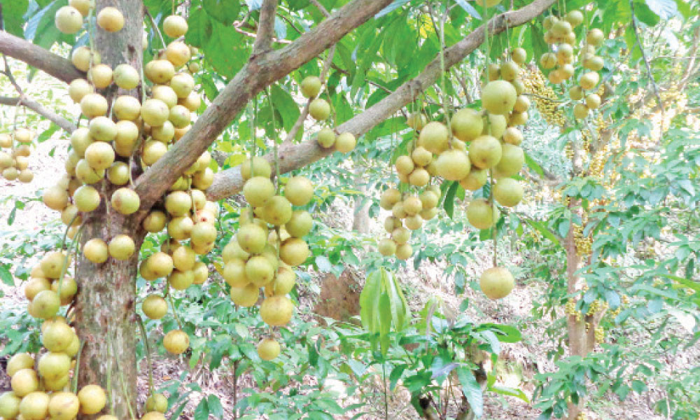 পাহাড়েও লটকনের ব্যাপক চাহিদা