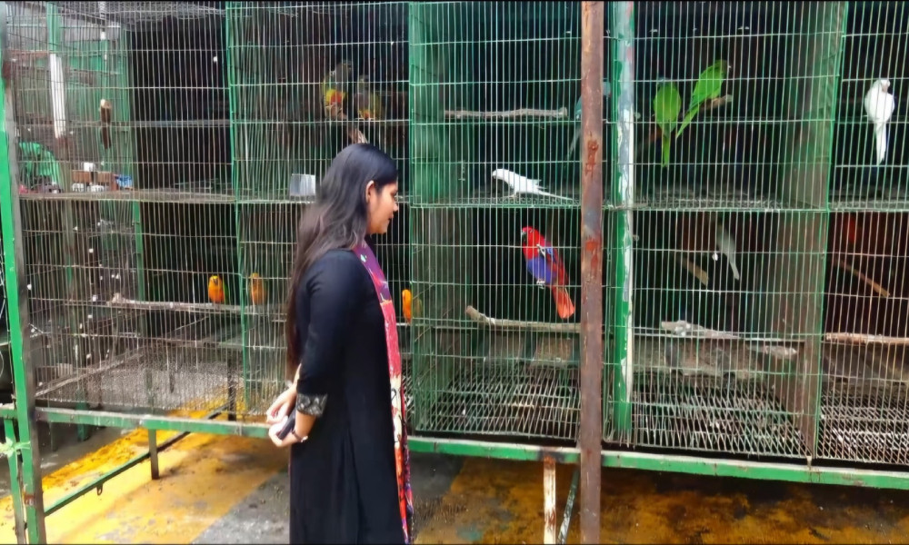 কংক্রিটের শহরে পাখির এক টুকরো স্বর্গ