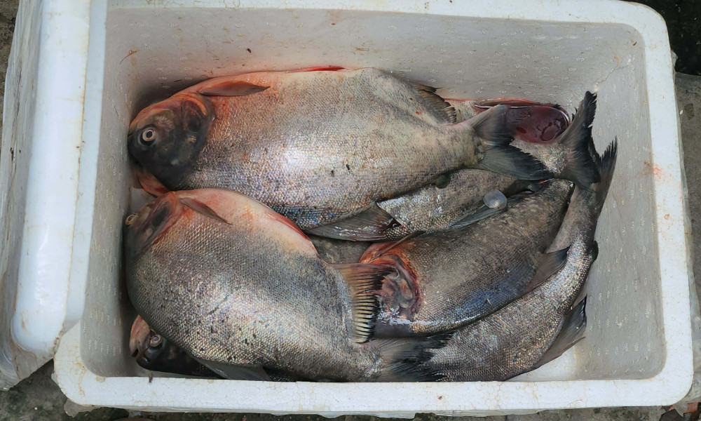নারায়ণগঞ্জে ১০ কেজি পিরানহা মাছ জব্দ, জরিমানা