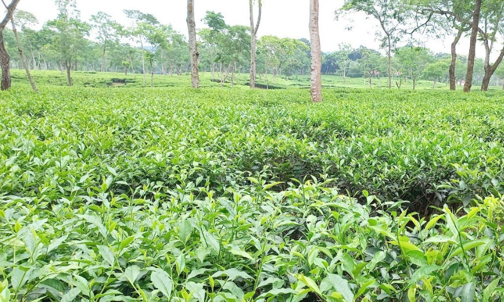 ১১৫ মিলিয়ন কেজি চা উৎপাদনের লক্ষ্যমাত্রা