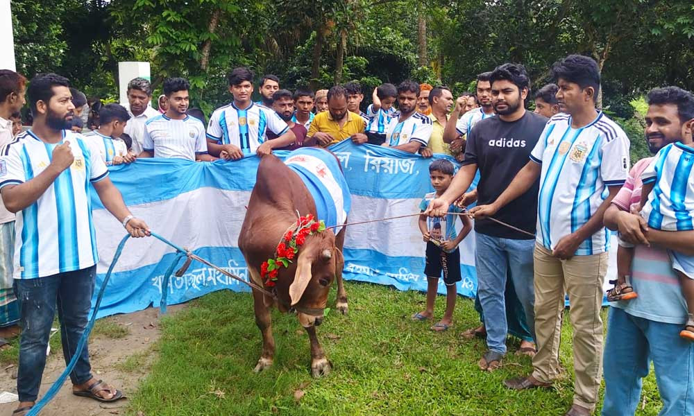 গোপালগঞ্জে গরুতে হবে আর্জেন্টিনা সমর্থকদের ভূরিভোজ