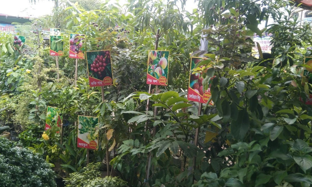 দেশি-বিদেশি চারার সমারোহ