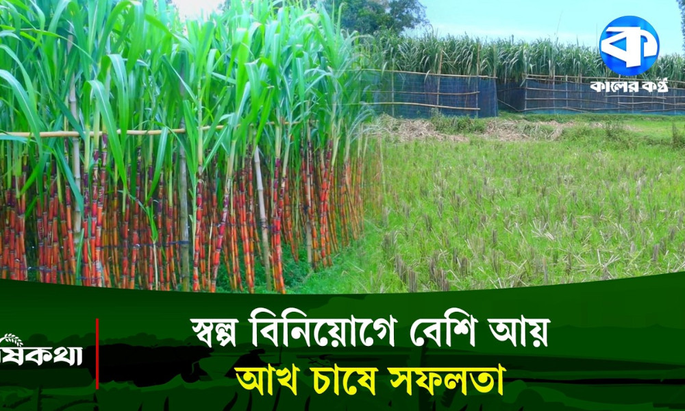 কম খরচে বেশি লাভের সম্ভাবনা, আখ চাষে বদলাচ্ছে প্রান্তিক কৃষকের ভাগ্য!