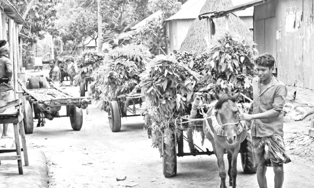 চলছে পাটের মৌসুম