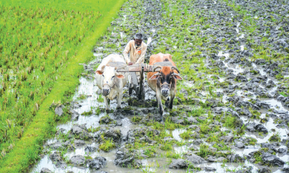 বাপ-দাদার পেশা আঁকড়ে ধরে গরু দিয়ে হালচাষ করেছেন কৃষক আবুল কালাম