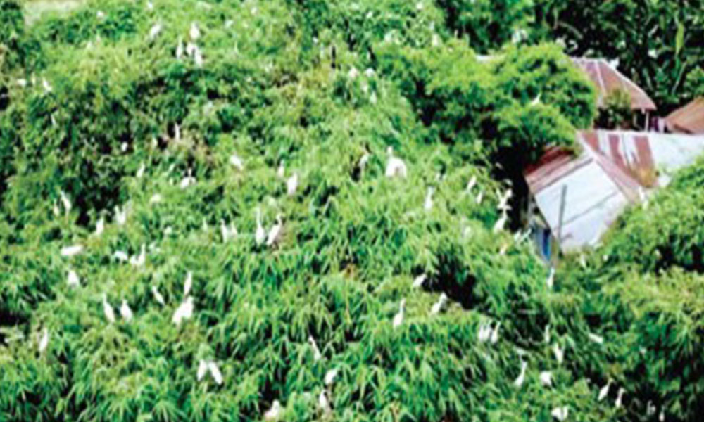 ডাঙ্গাপাড়া এখন ‘পাখির গ্রাম’