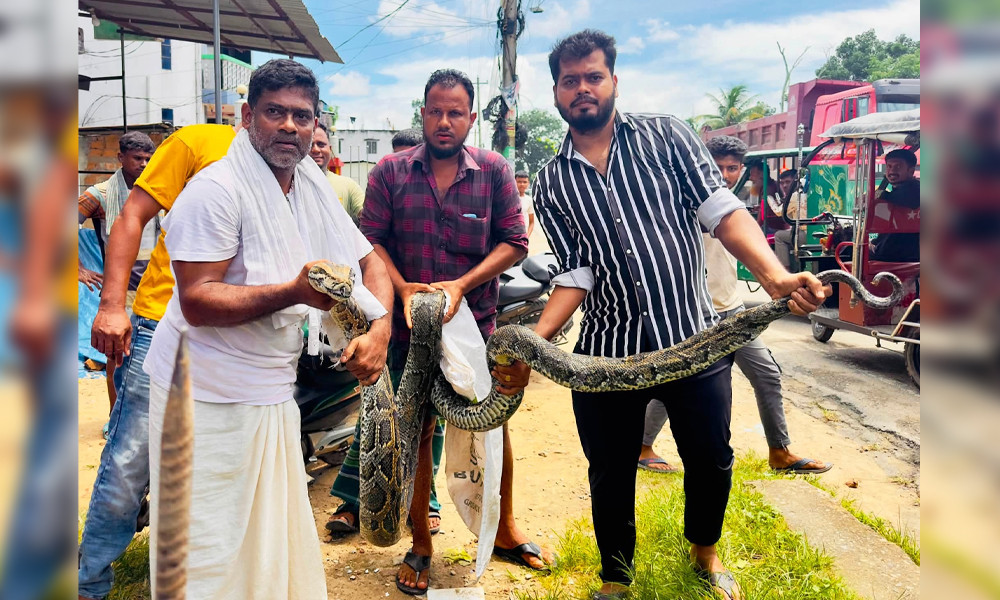 লোকালয়ে ঢুকে পড়ে ১৮ ফুট লম্বা অজগর, পরে উদ্ধার