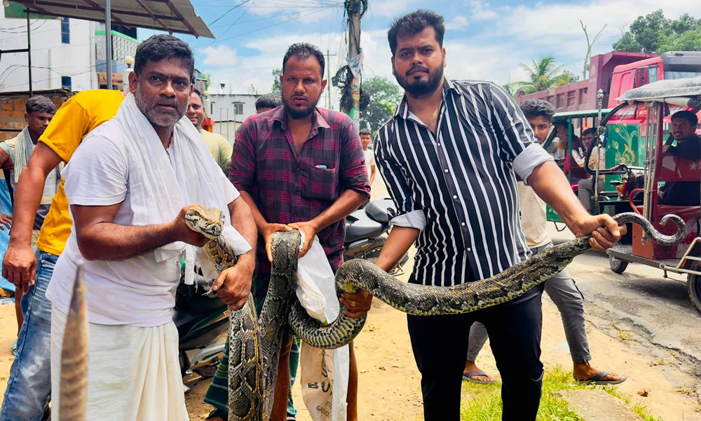 ১৮ ফুট লম্বা অজগর উদ্ধার, লাউয়াছড়া বনে অবমুক্ত