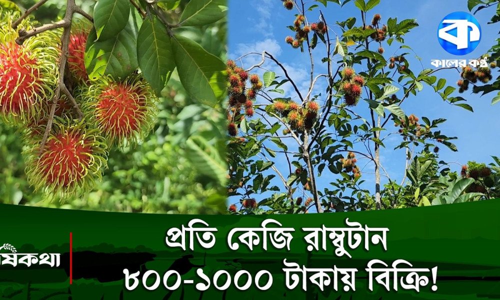 খাগড়াছড়ির ঝর্ণাটিলায় ৩ টন রাম্বুটান উৎপাদনের সম্ভাবনা