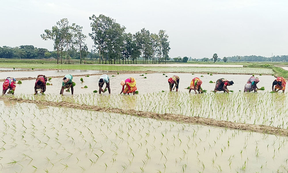 ভরা বর্ষায় চারা লাগানোর উৎসব
