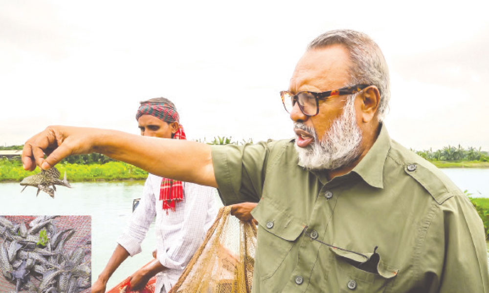 বেড়েই চলেছে সাকার মাছের আগ্রাসন
