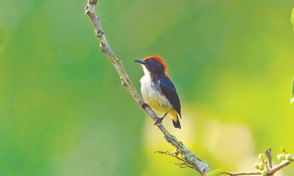 হঠাৎ দেখা লালপিঠ ফুলঝুরি