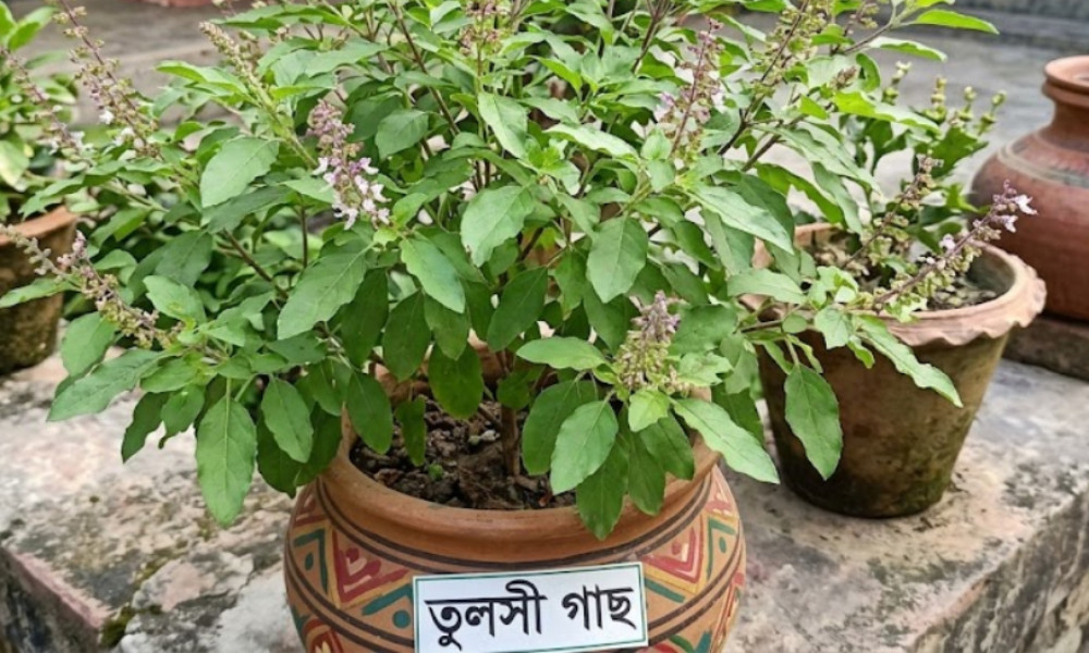 মৌসুমি অ্যালার্জিতে তুলসী ড্রপ, কী বলছেন চিকিৎসক?