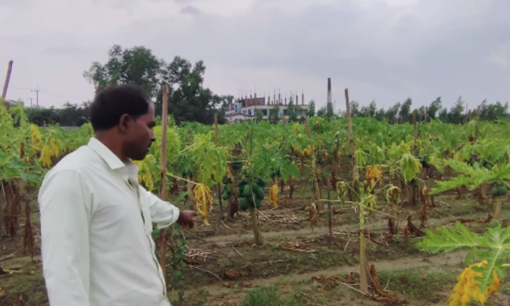 অতিবৃষ্টি-বন্যায় ভেস্তে গেছে কৃষক জয়নালের স্বপ্ন, প্রায় ২০ লাখ টাকার ক্ষতি
