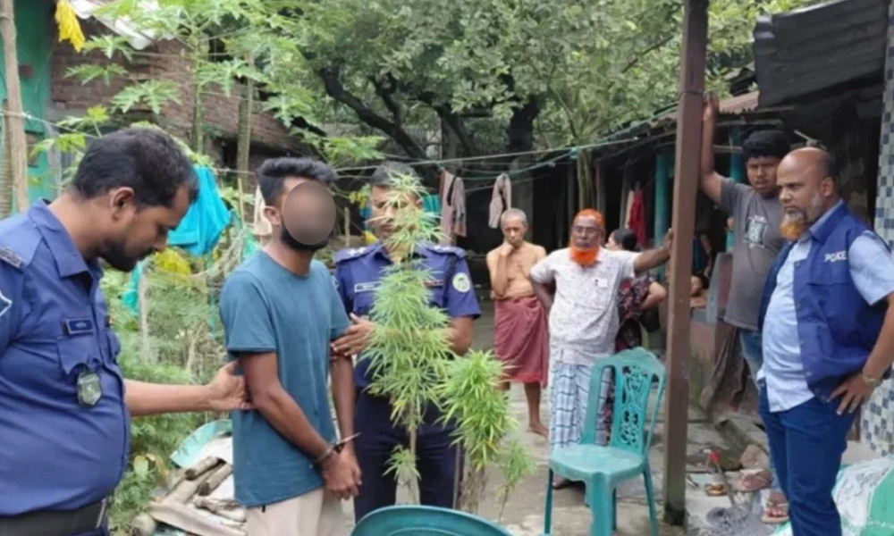 বাড়ির ছাদে করছিলেন গাঁজা চাষ বরখাস্ত কনস্টেবল!