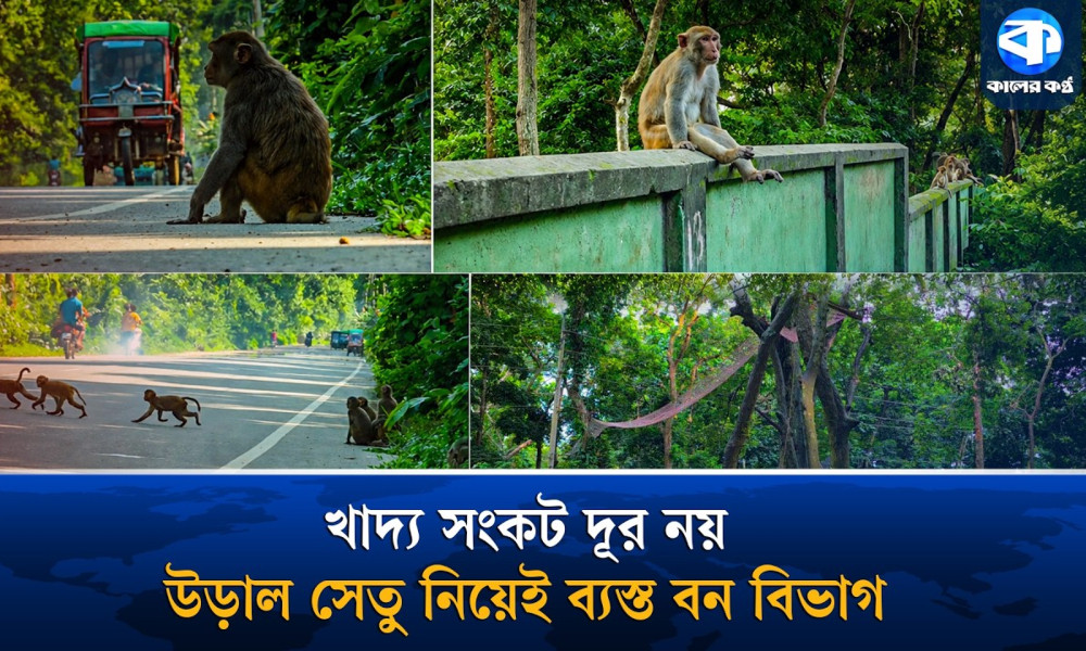 বনে নেই খাবার, তবু বন্যপ্রাণীর জন্য উড়াল সেতু! কার্যকারিতা নিয়ে প্রশ্ন