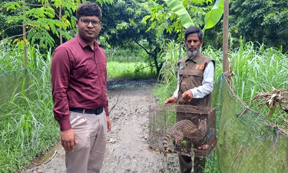 পাবনায় ফাঁদে আটকা পড়ল বিরল গন্ধগোকুল, পরে বনে অবমুক্ত