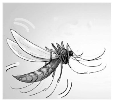 মশা ও ডেঙ্গু নিয়ন্ত্রণ : নতুন সরকারের কাছে প্রত্যাশা