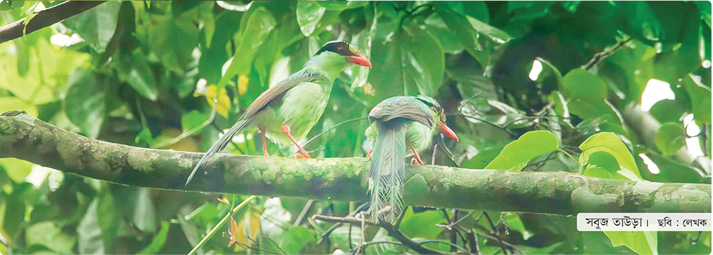 সবুজ তাউড়া আর বামন মাছরাঙা