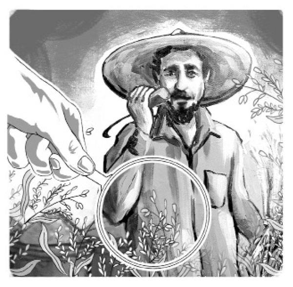 ধান গবেষণার নতুন সমীকরণ চাই টেকসই উদ্ভাবন ব্যবস্থা